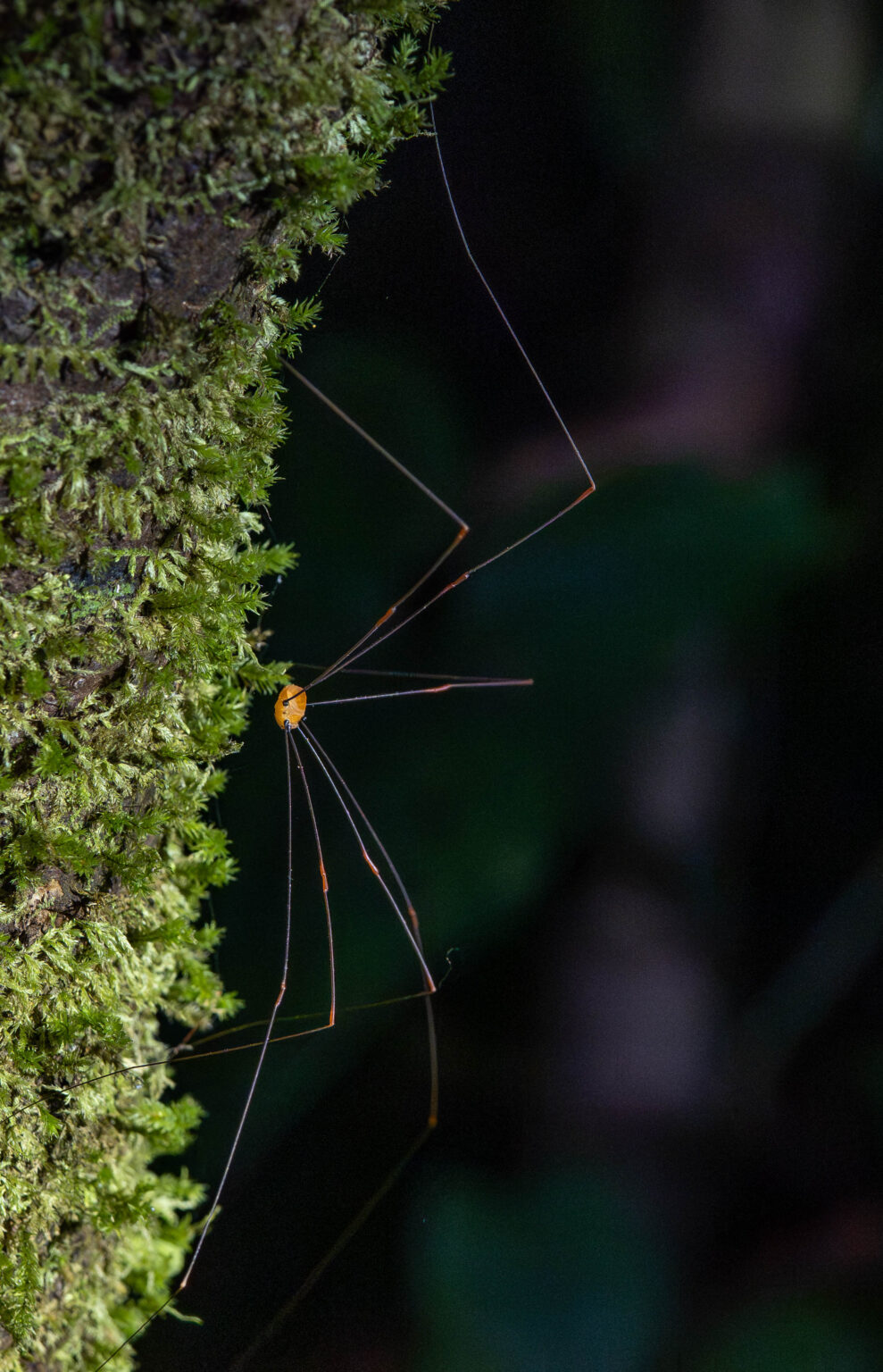 Harvestman