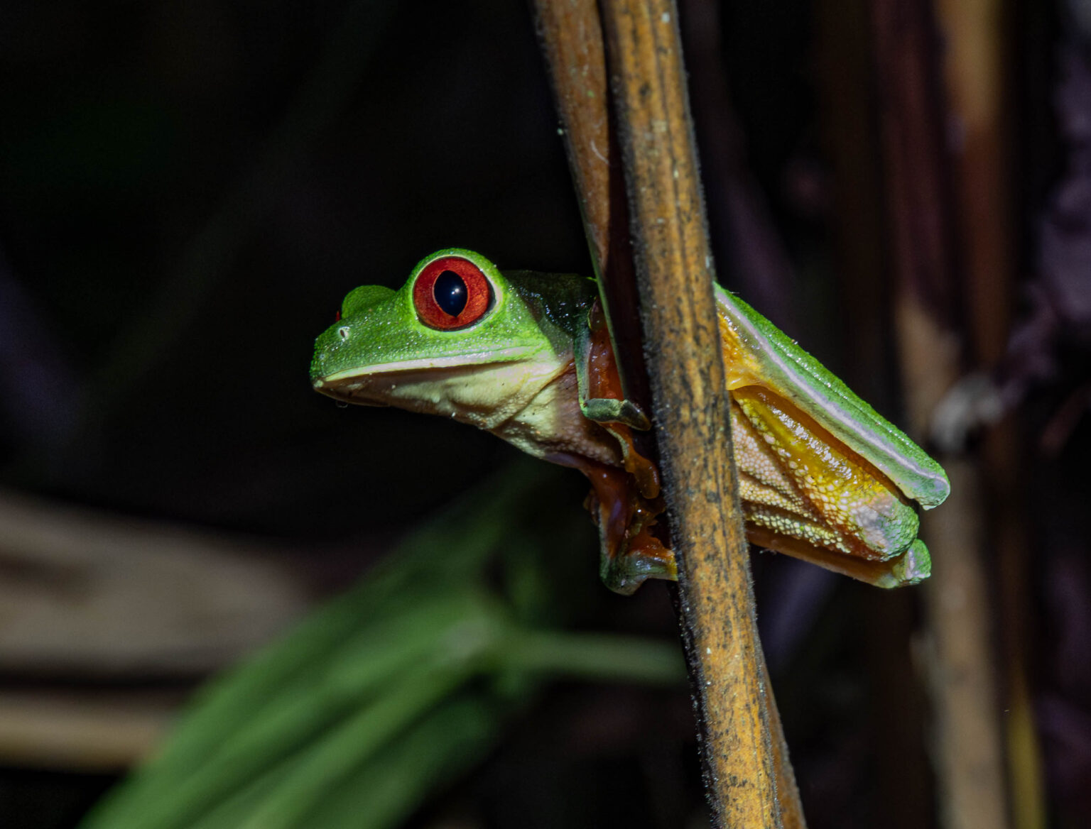 Red-eyed Tree Frog
