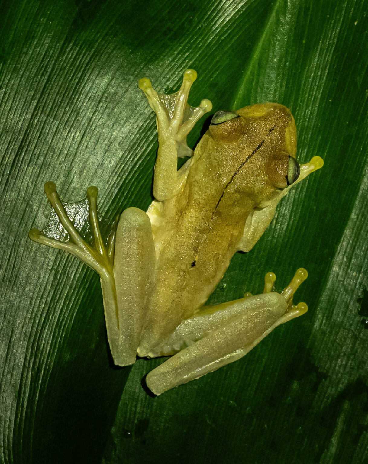 Tree Frog