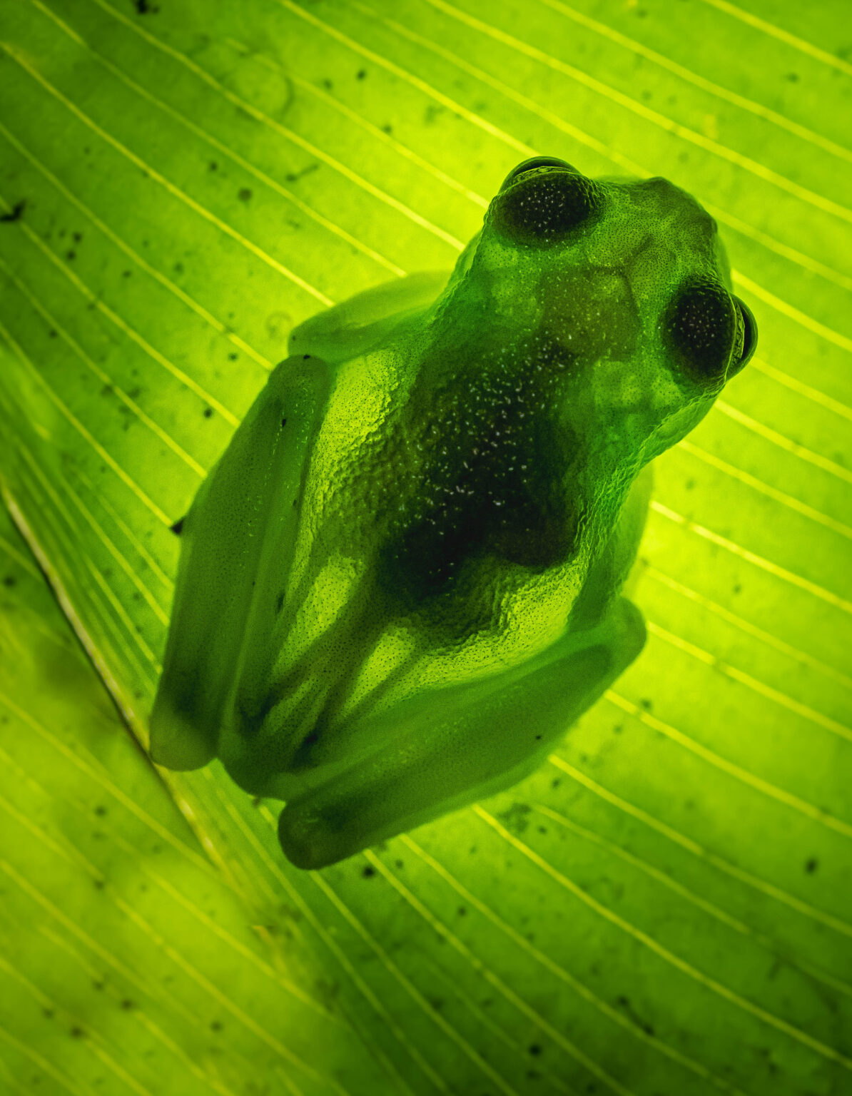 Glass Frog