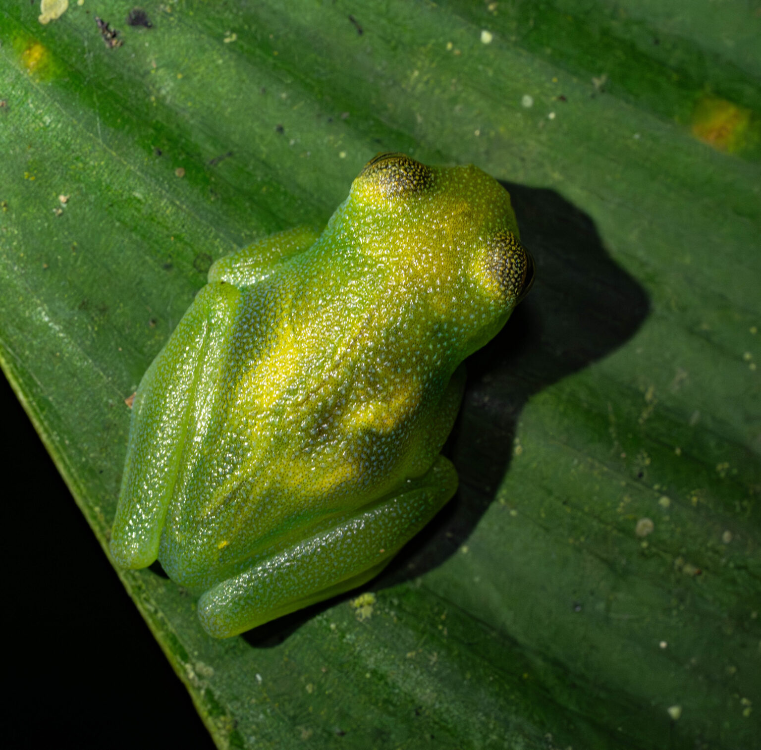 Glass Frog
