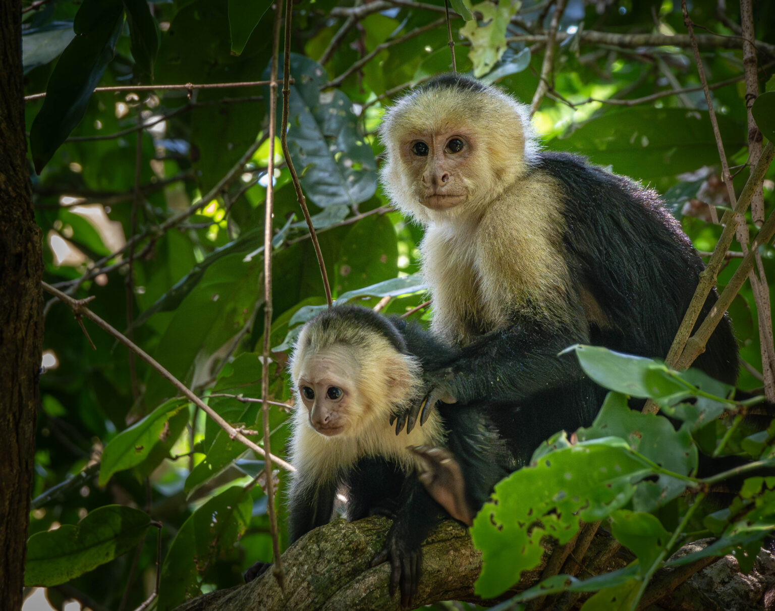 Capuchin Monkeys