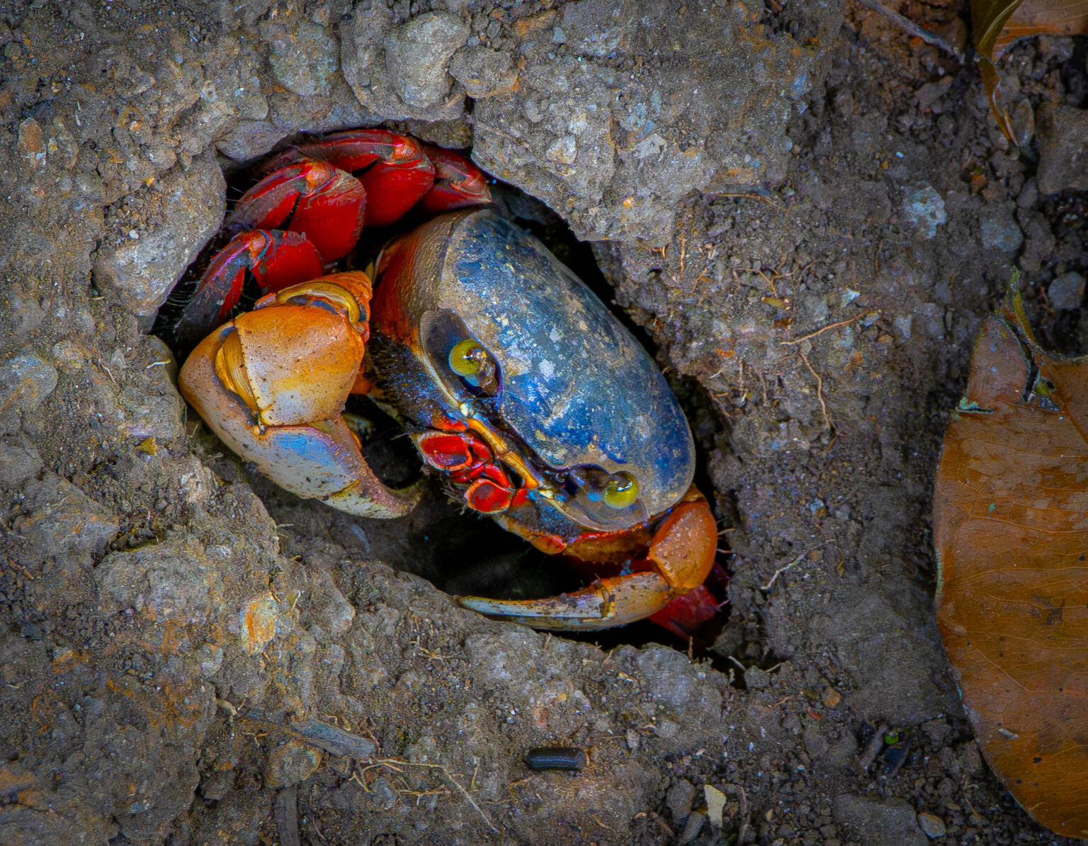 Rainbow Crab