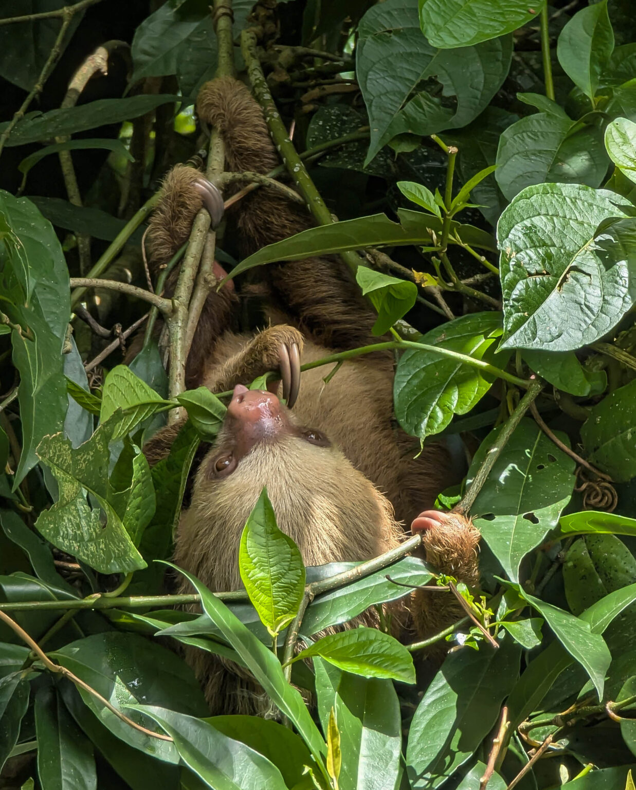 Sloth