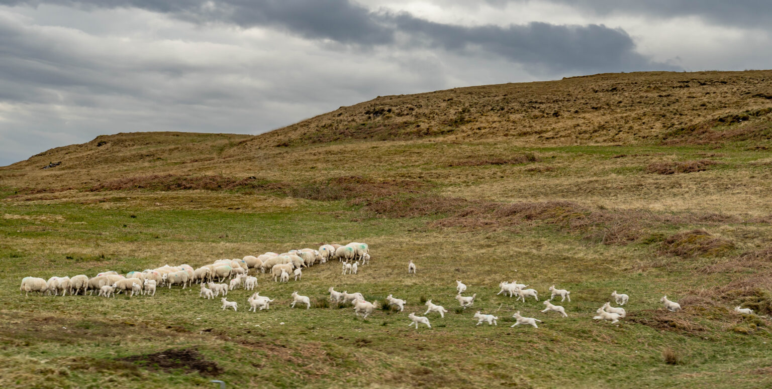 Mull Sheep