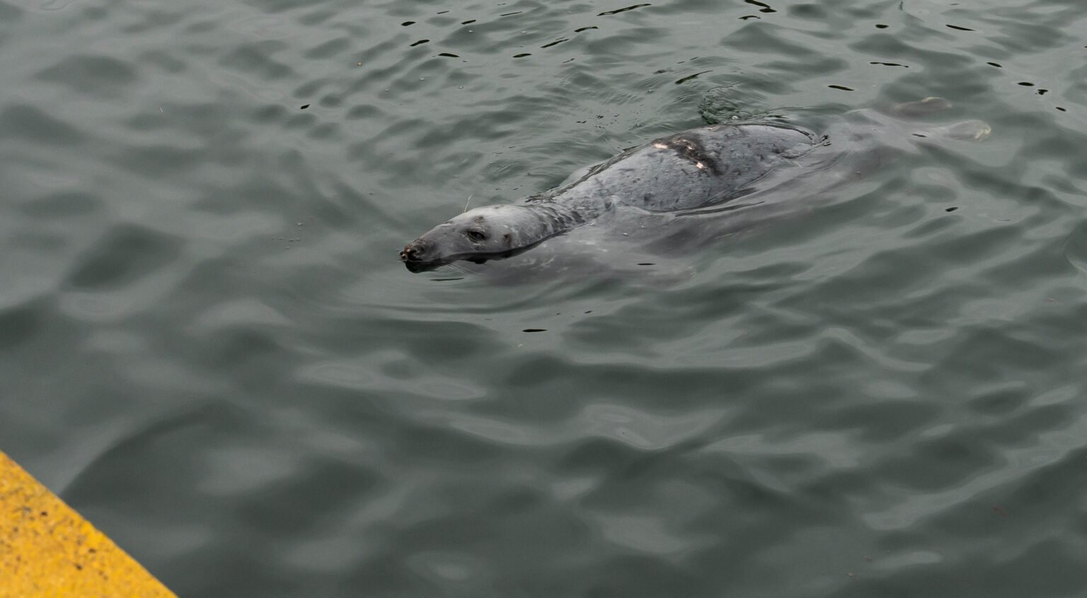 Seal in Stornoway