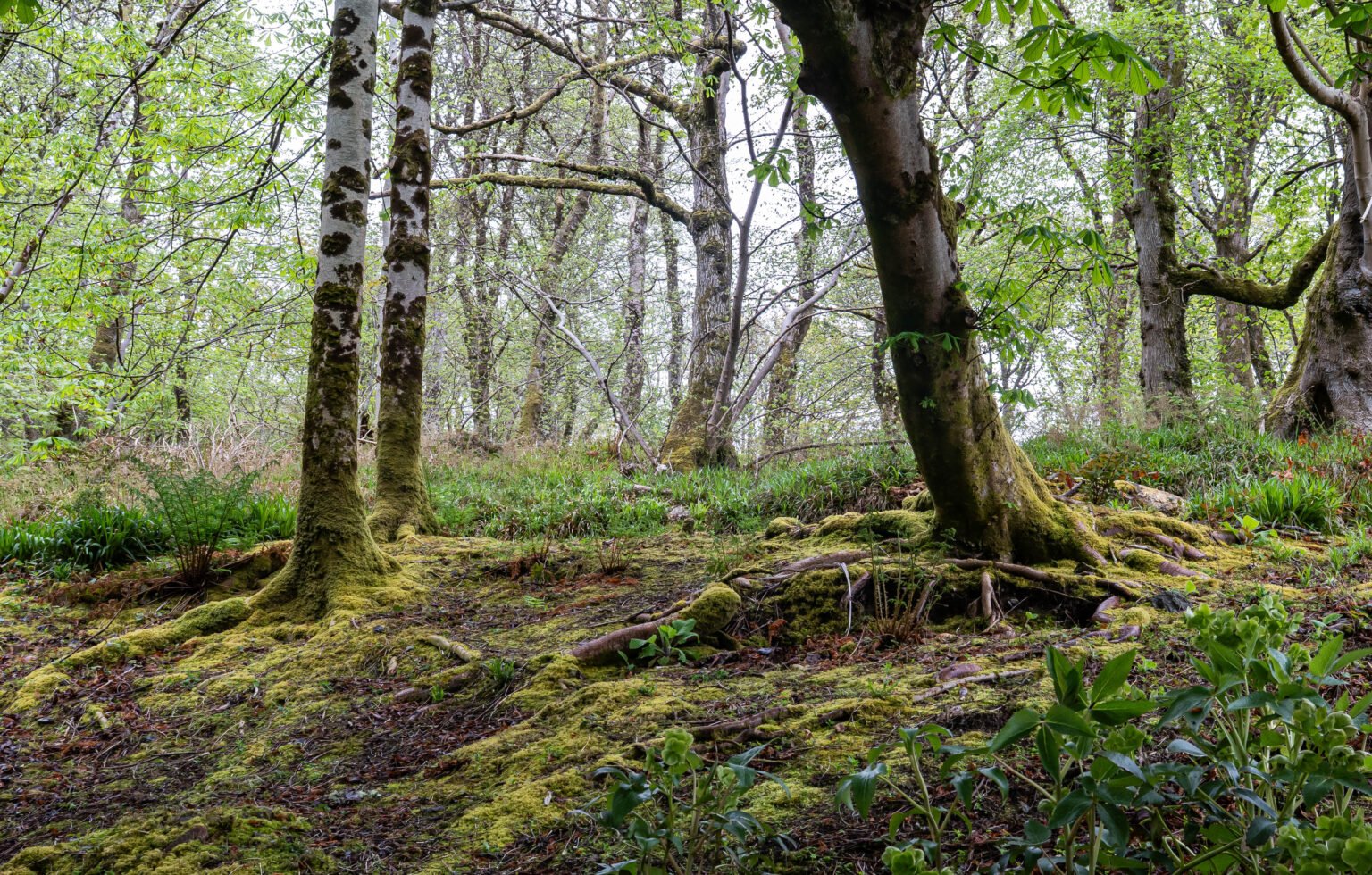 Lews Castle Grounds
