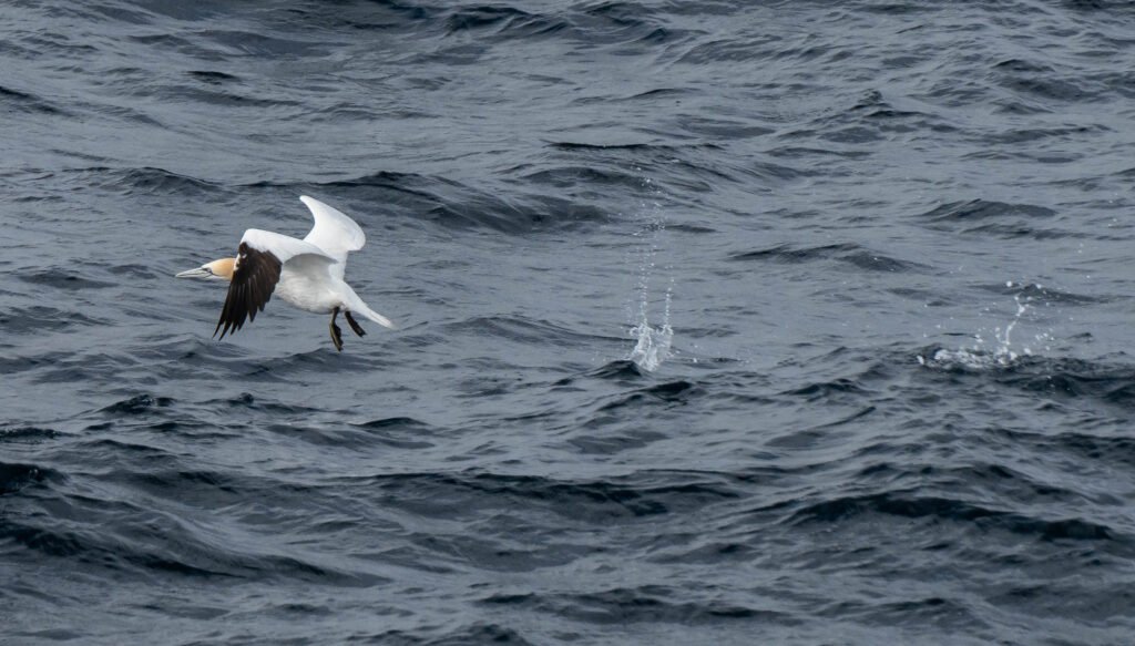 Gannet