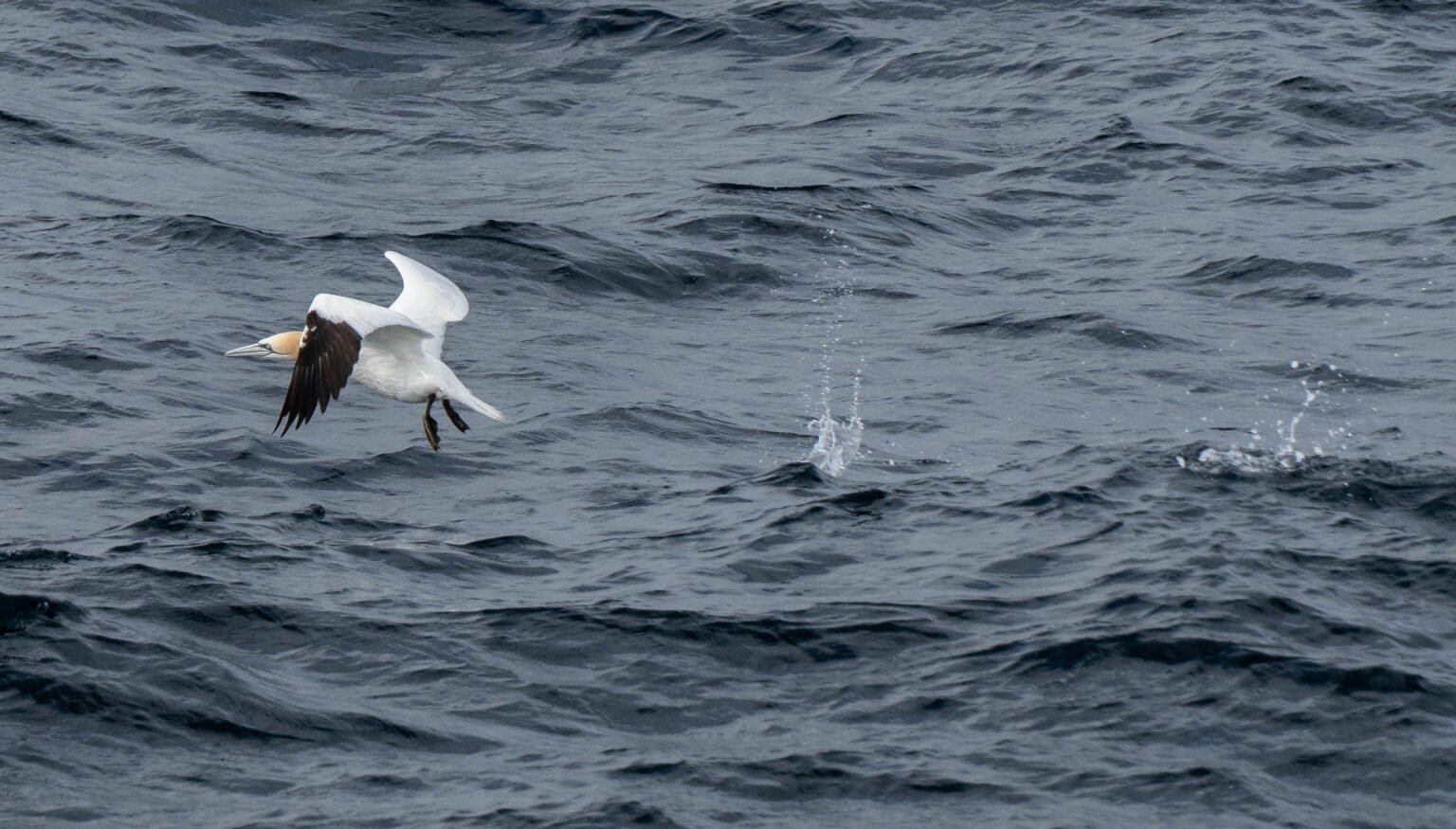 Gannet