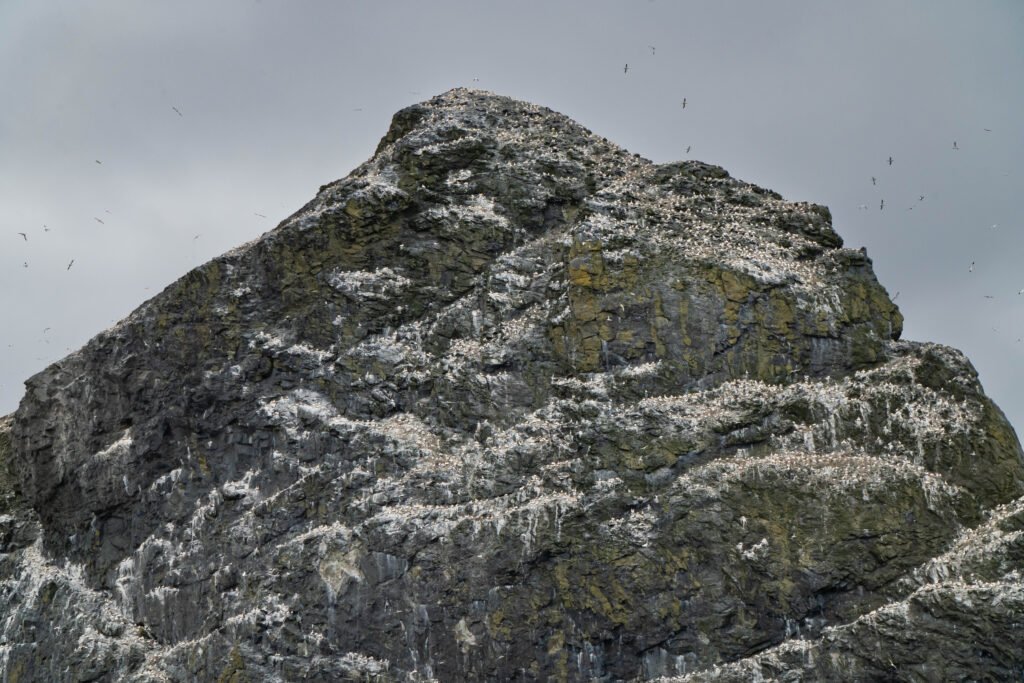 Boreray Gannet Colony