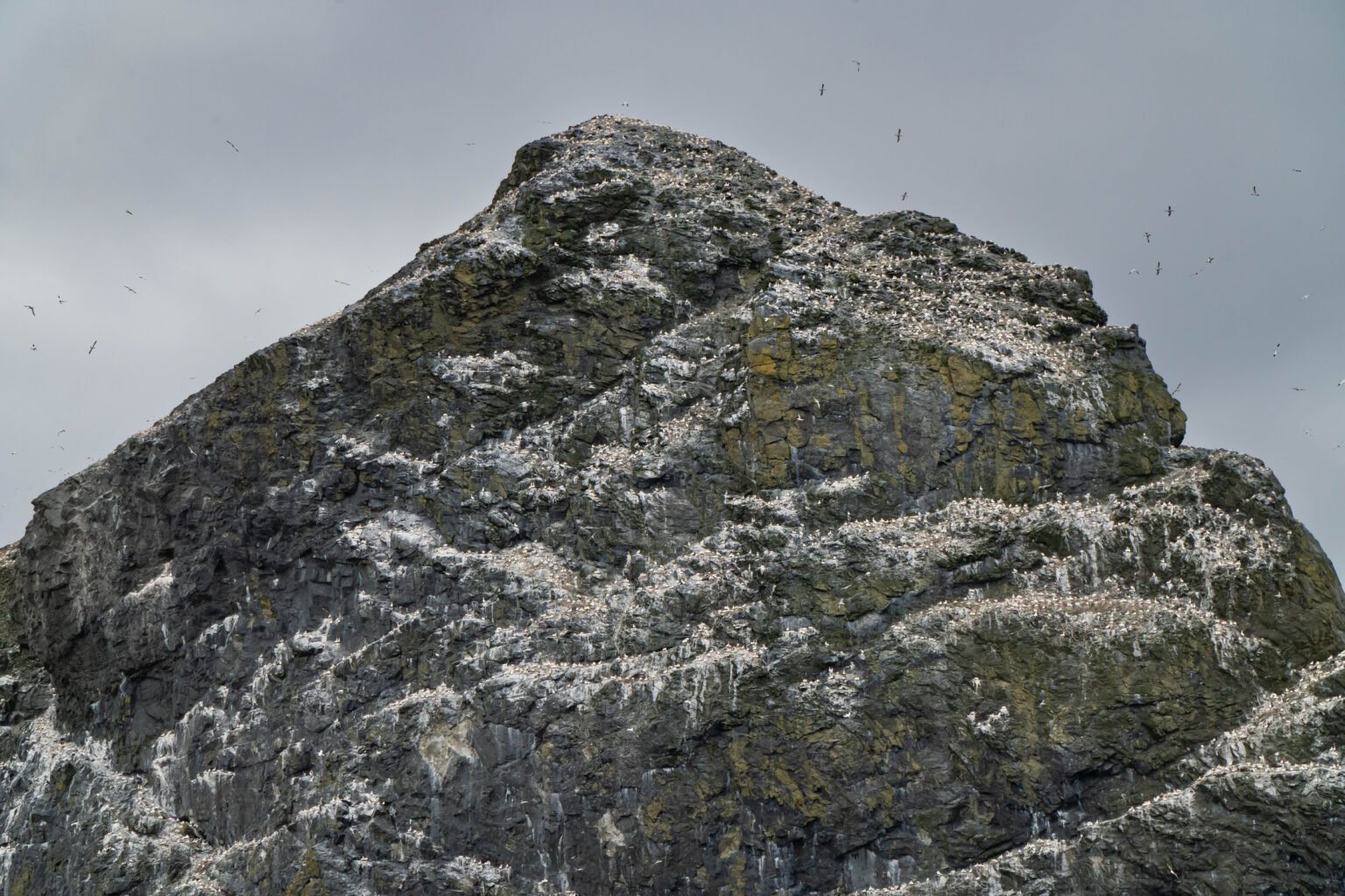 Boreray Gannet Colony