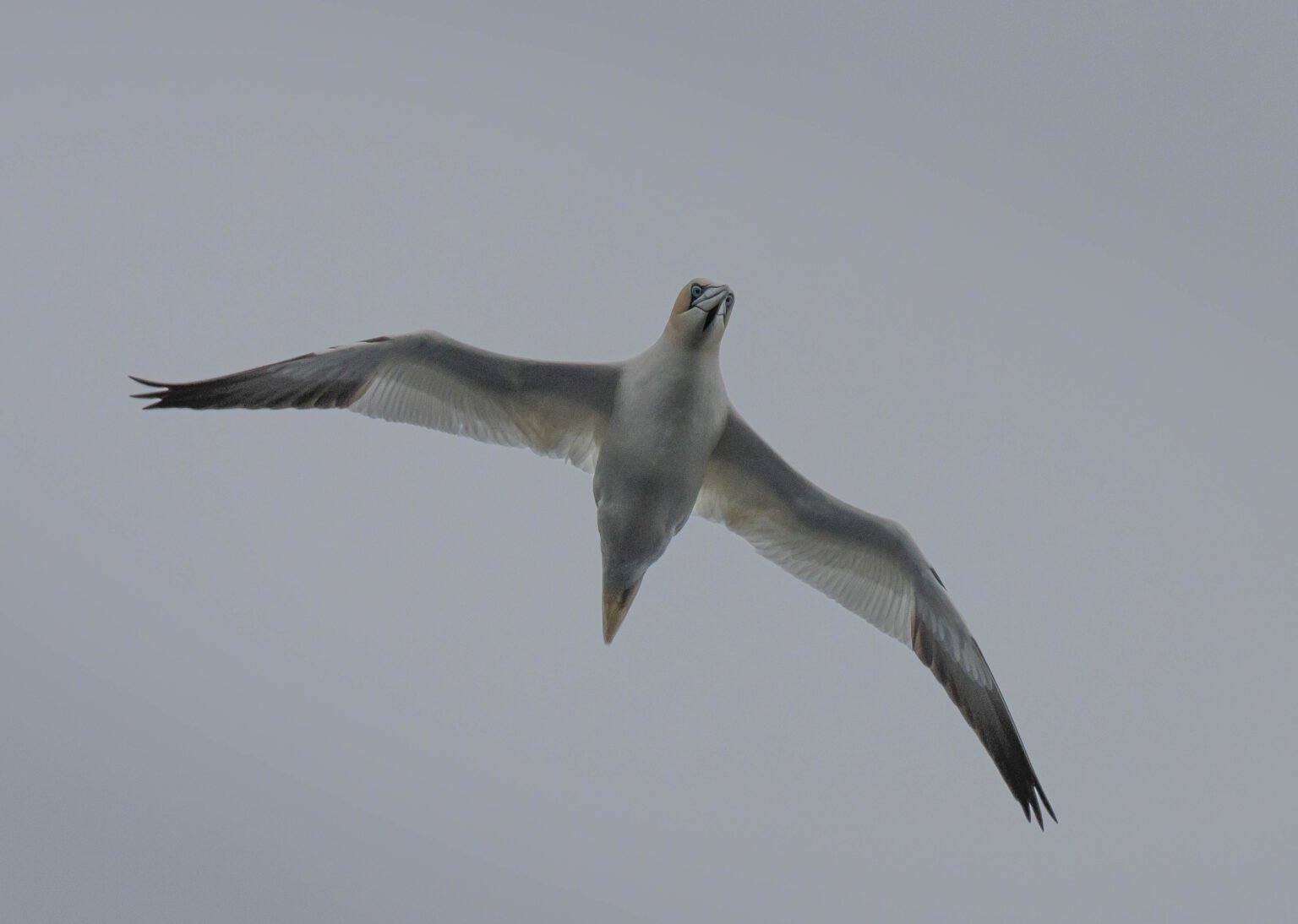 Gannet