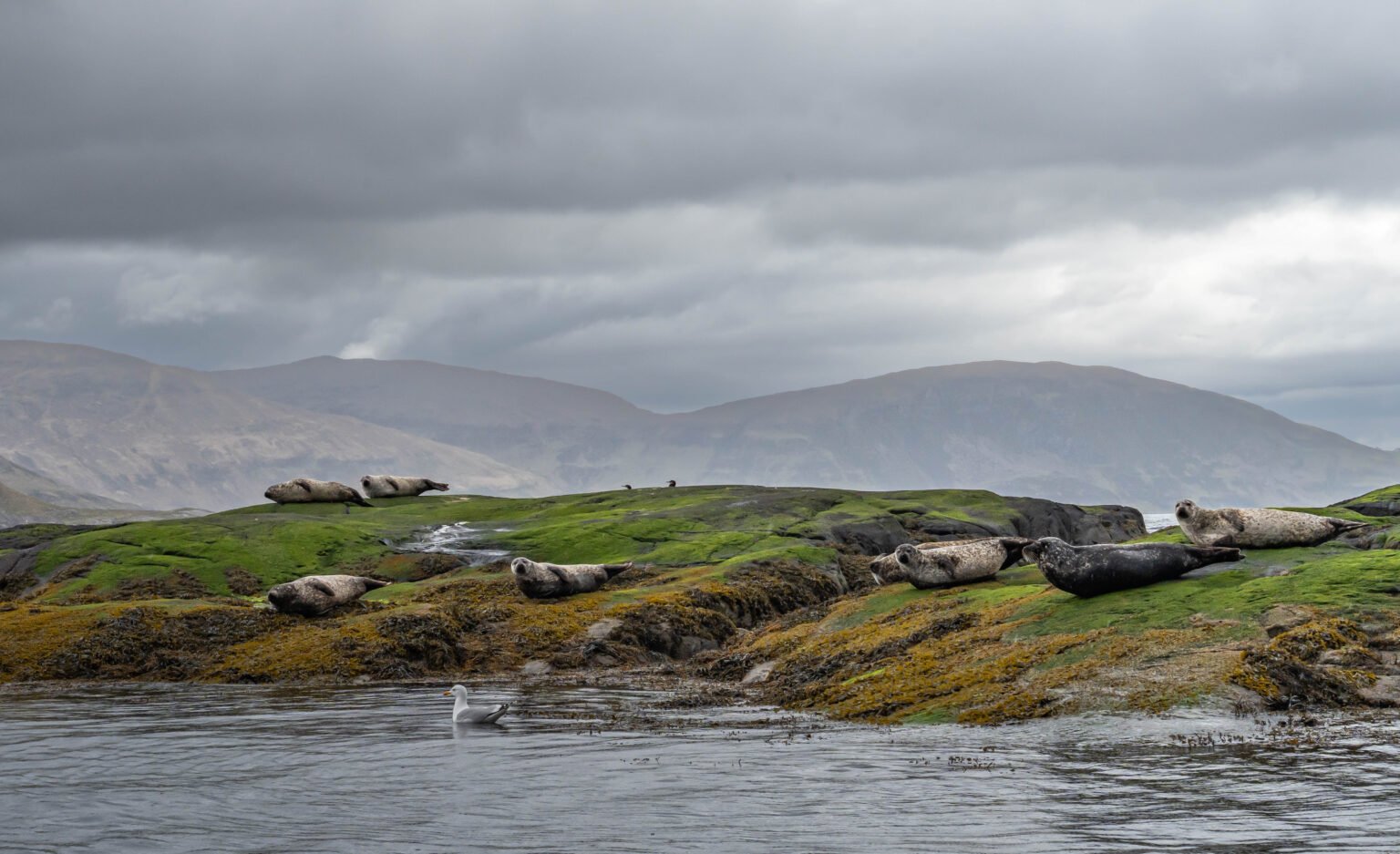 Loch Scavaig Seals