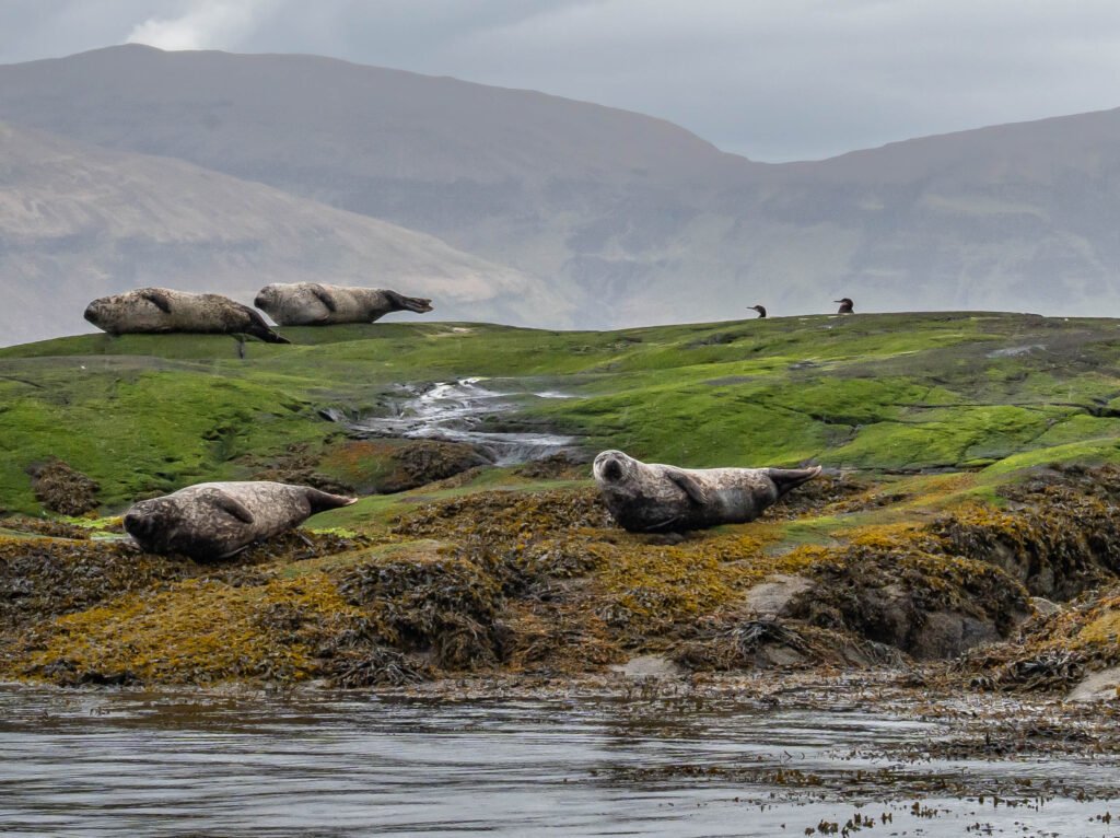 Loch Scavaig Seals