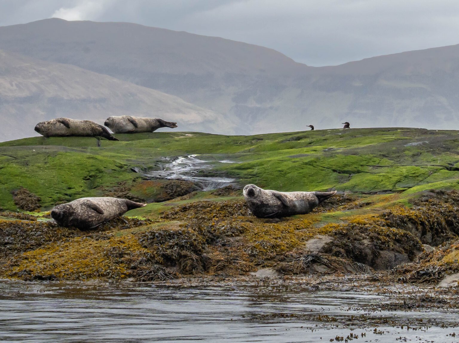 Loch Scavaig Seals
