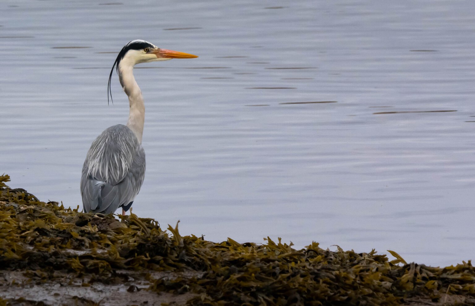 Gray Heron