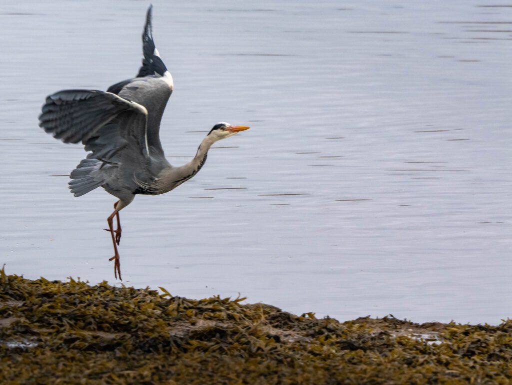 Gray Heron