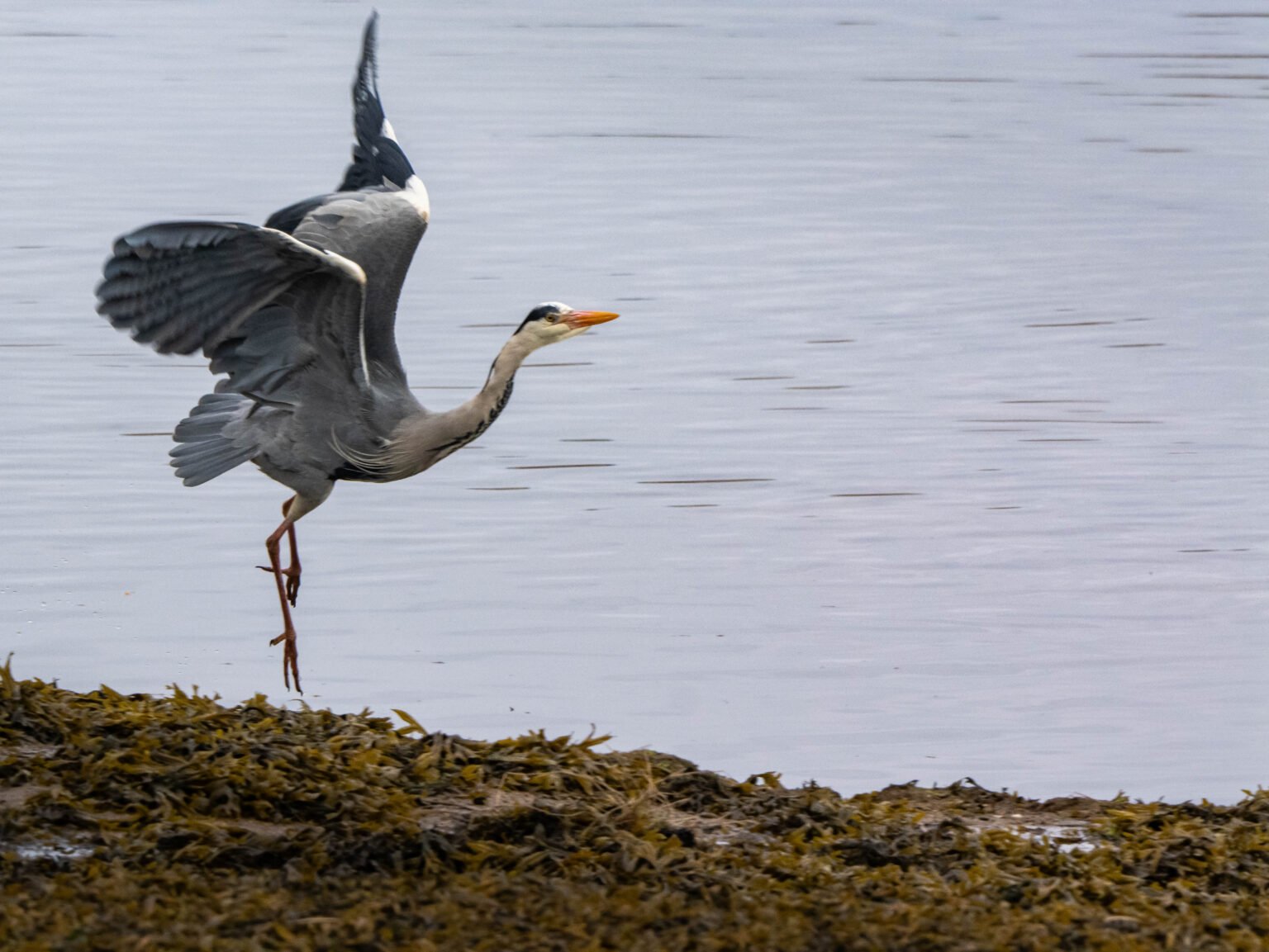 Gray Heron