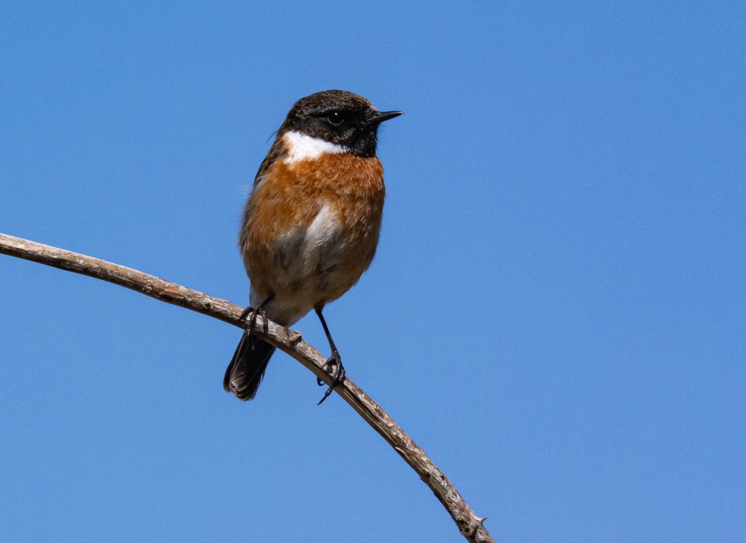 Stonechat