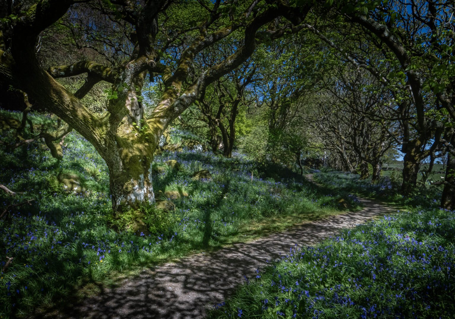 Gigha Bluebell Walk