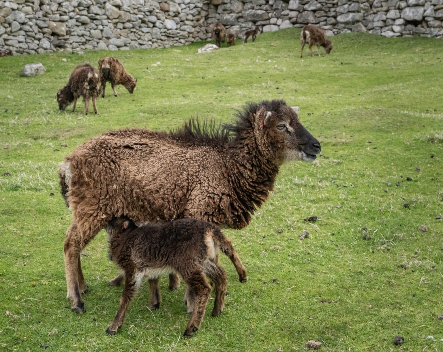 Soay Sheep