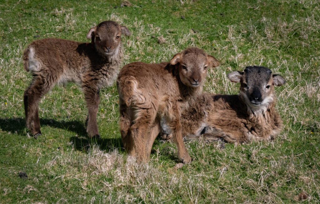 Soay Lambs