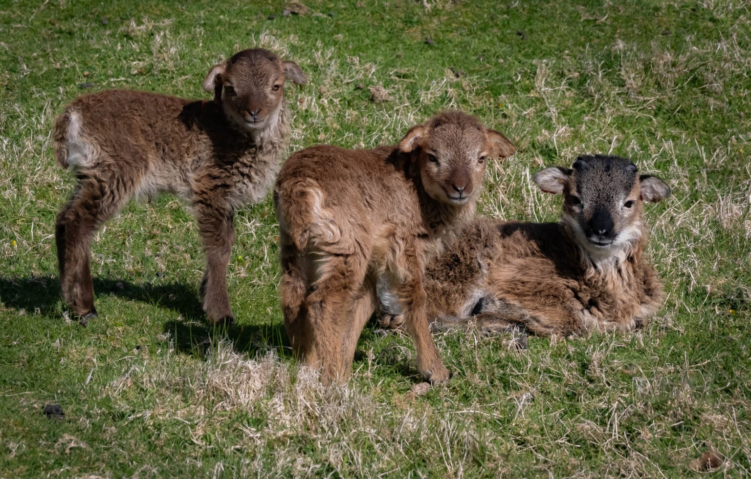 Soay Lambs