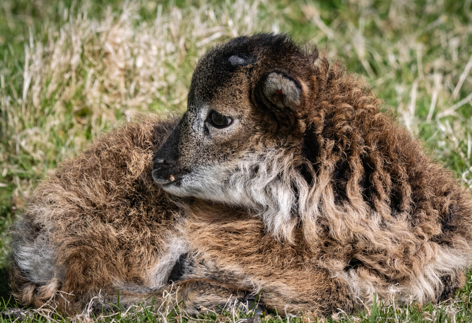 Soay Lamb
