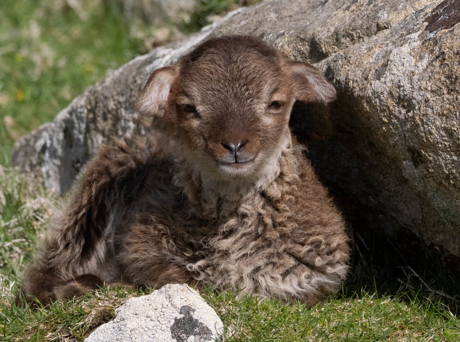 Soay Lamb