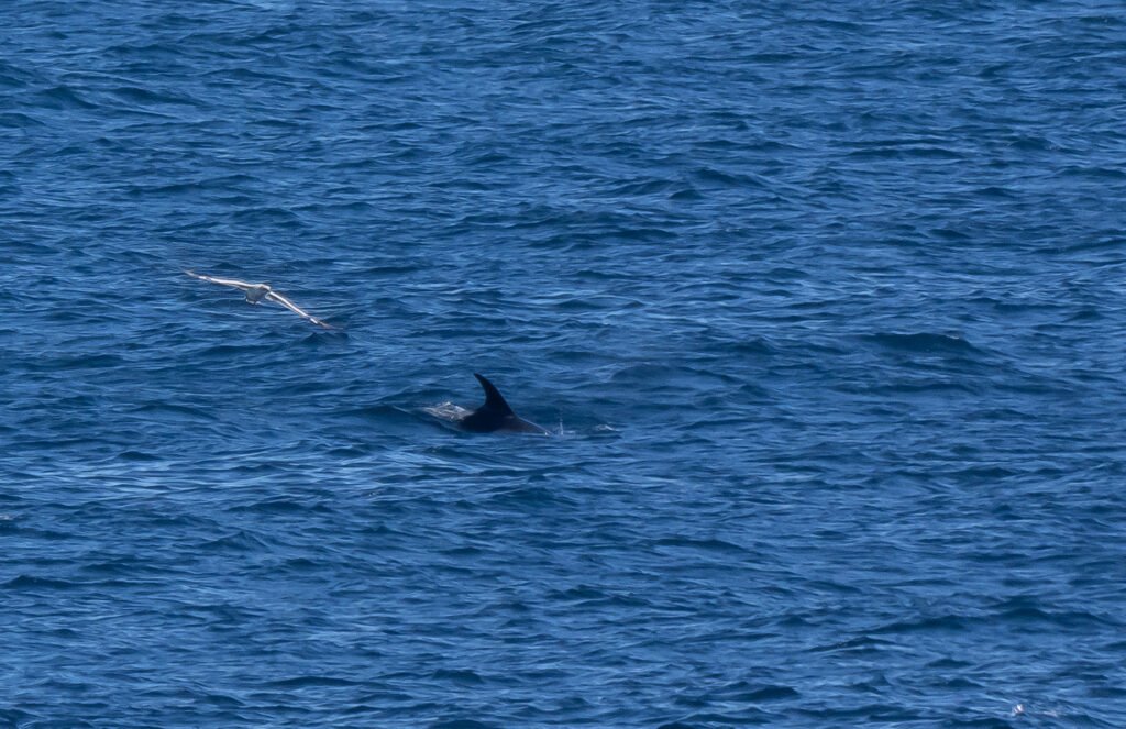 Dolphin