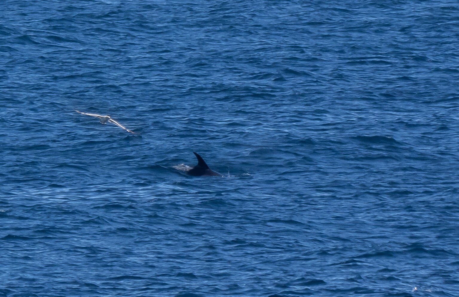 Dolphin