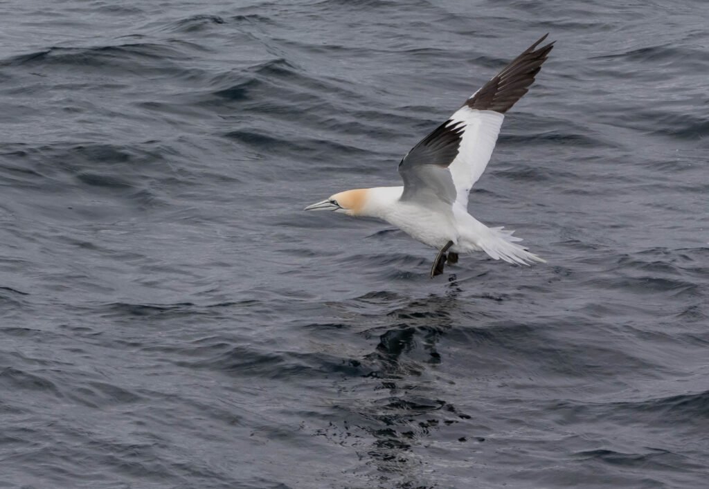 Gannet Takeoff