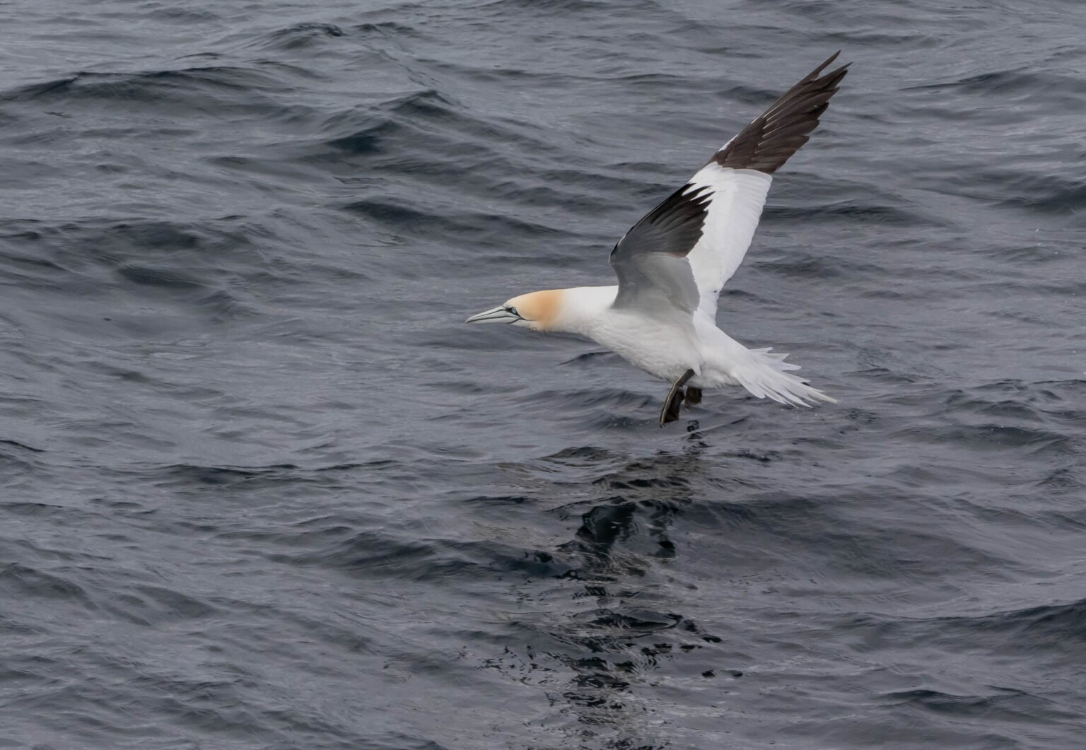 Gannet Takeoff