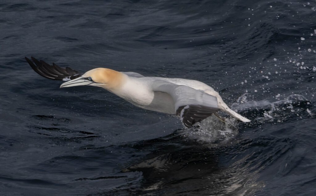 Gannet Takeoff