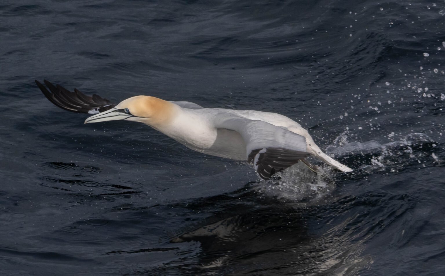 Gannet Takeoff
