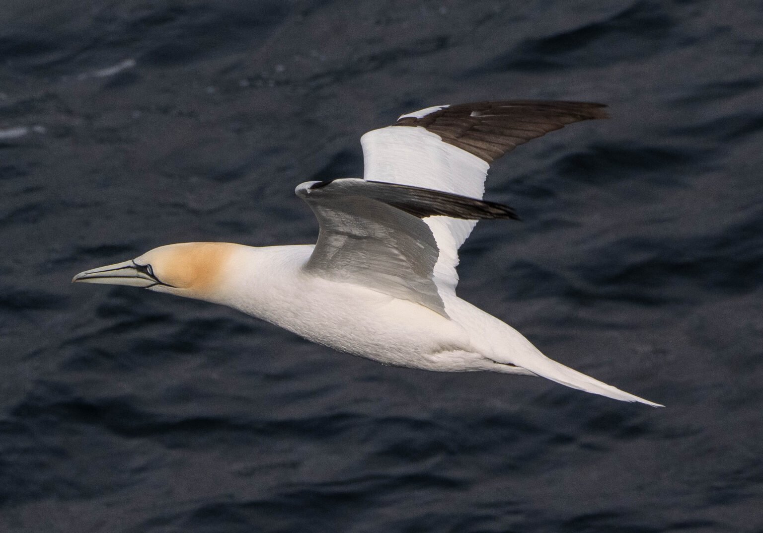 Gannet Flying