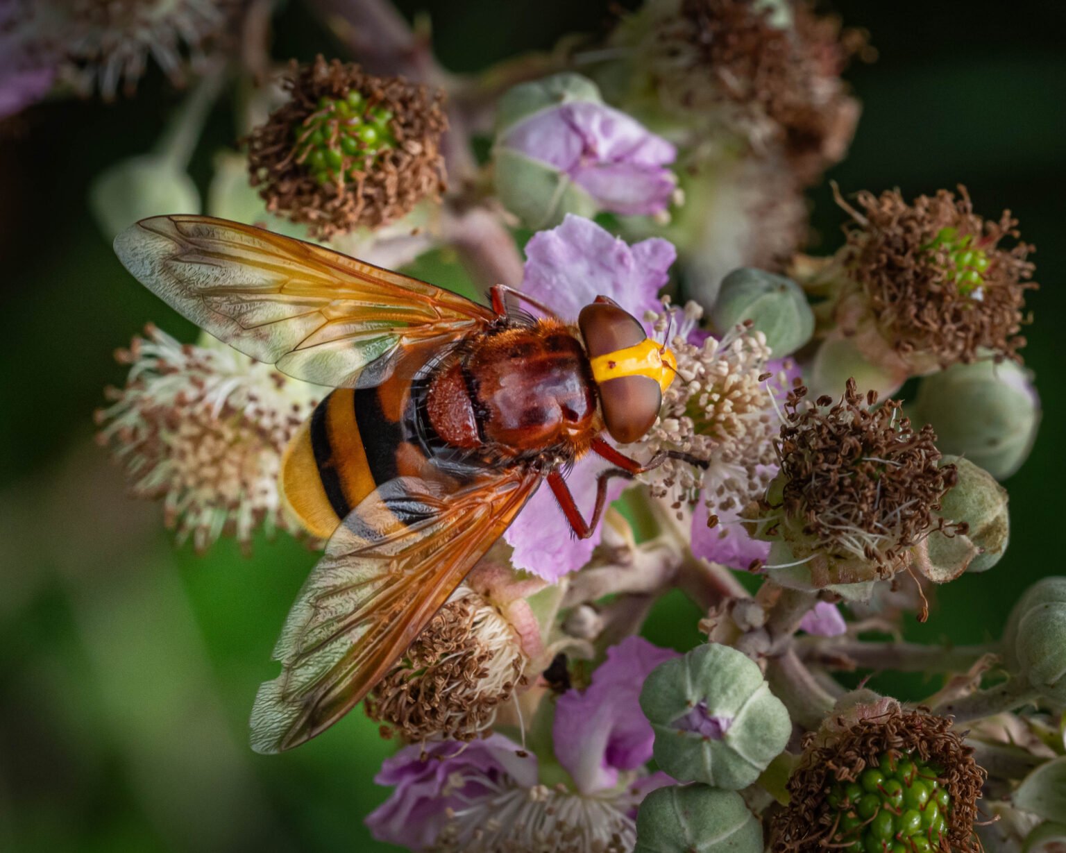 Hornet