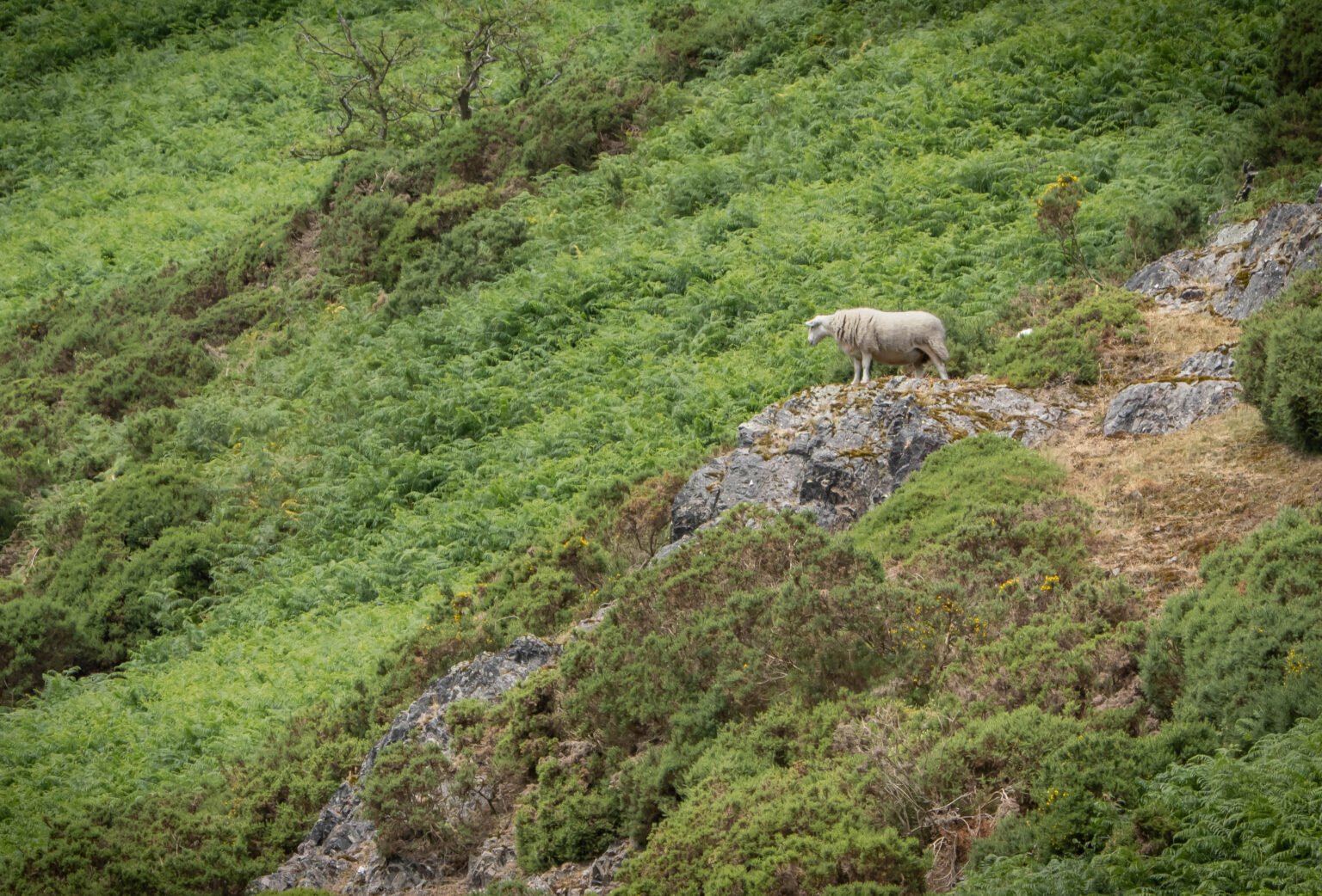 Carding Mill Valley