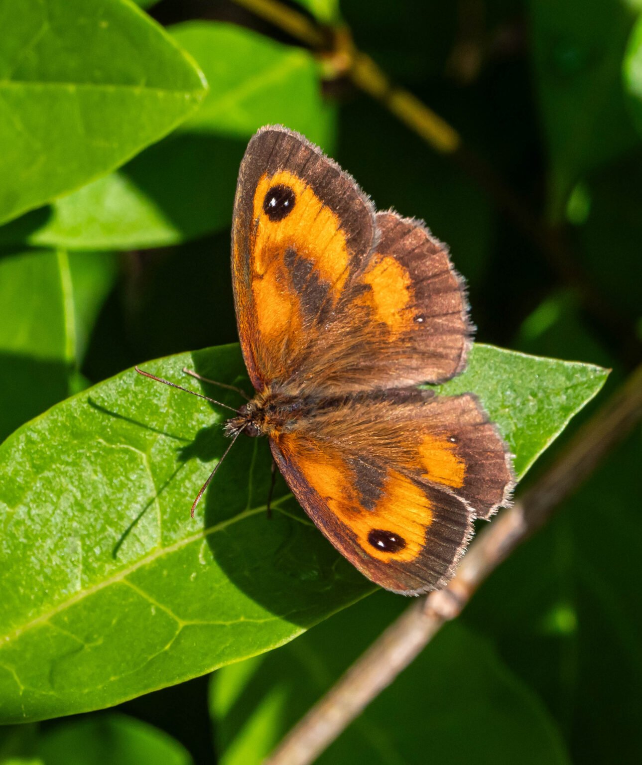 Meadow Brown