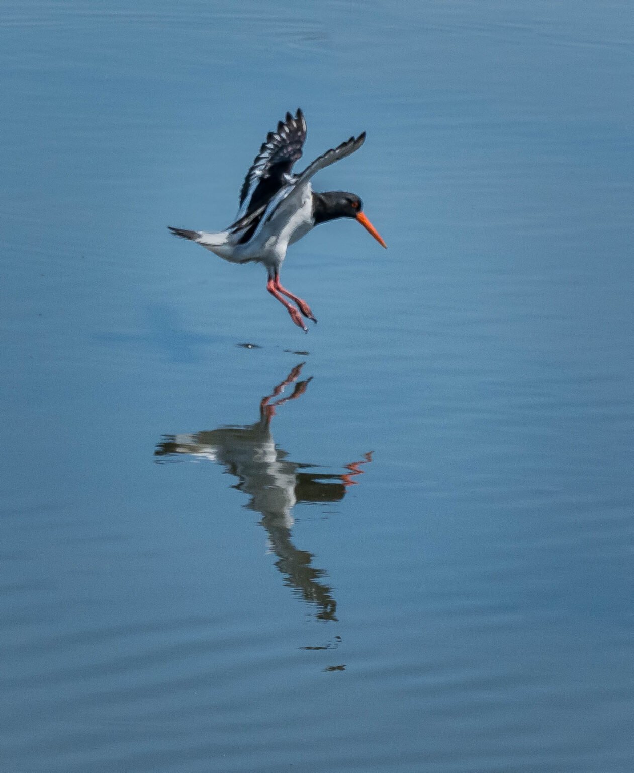 Oyster Catcher
