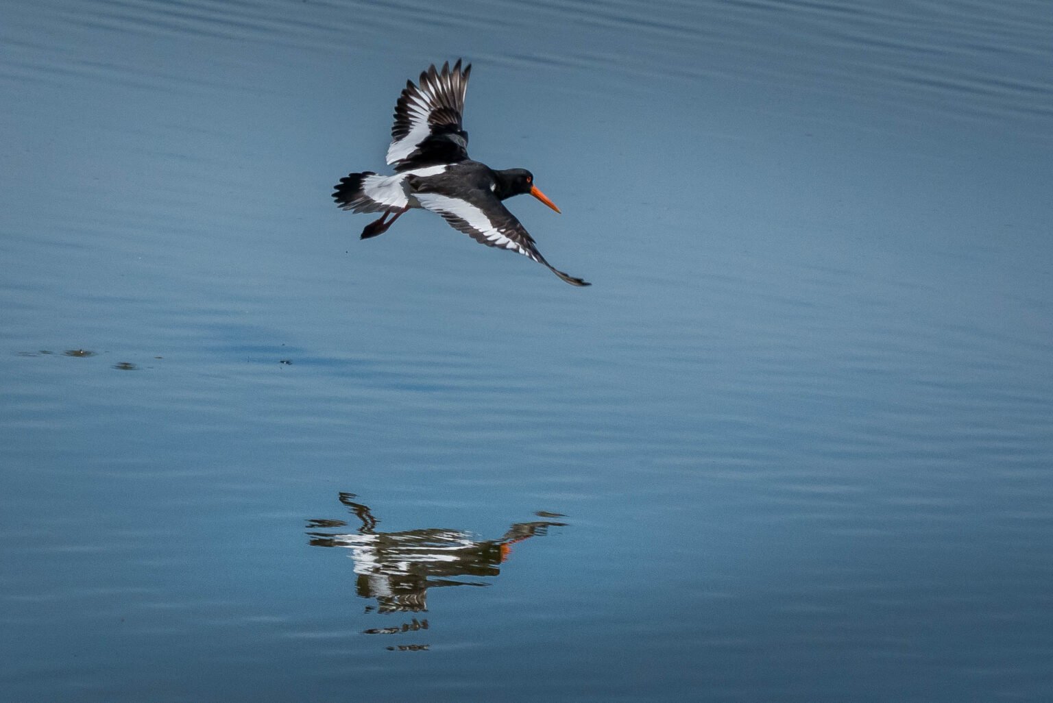 Oyster Catcher