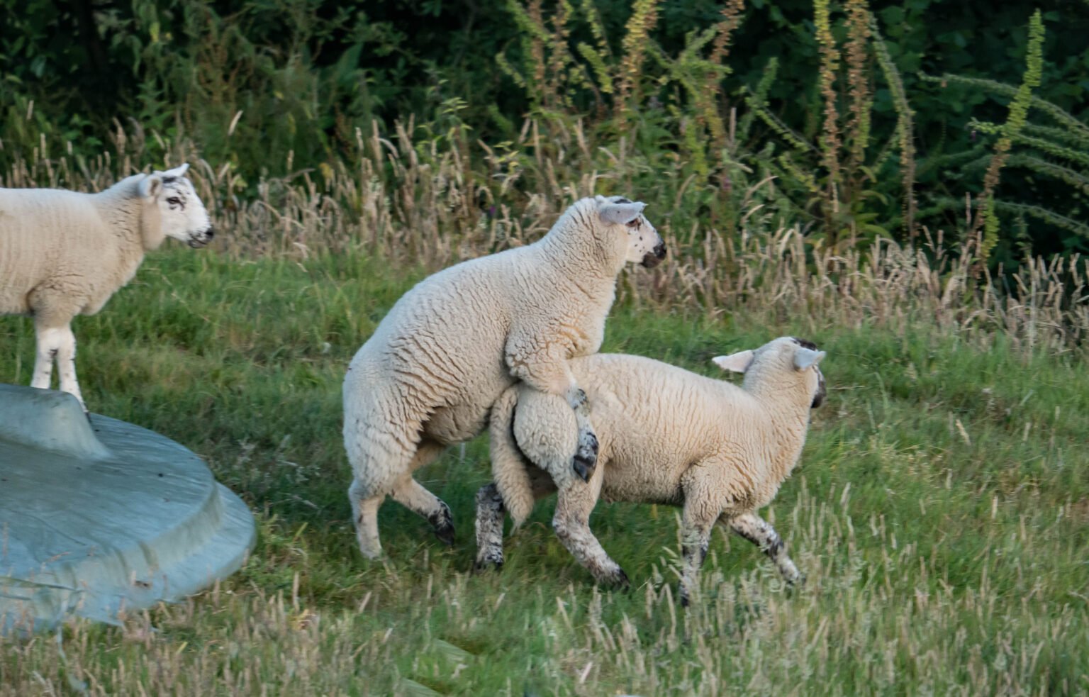 Whitwell Farm